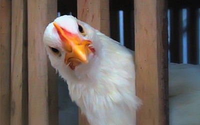 Казахстан тимчасово заборонив продаж м’яса птиці з України і РФ