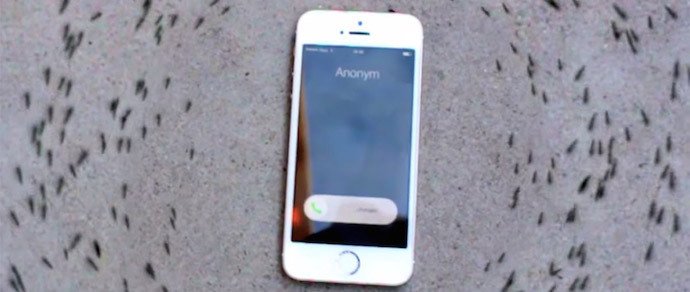 Відеофакт: мурашки вишикувалися в хоровод навколо iPhone