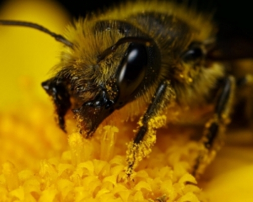 Бджоли заощаджують людству $150 млрд на рік – ООН