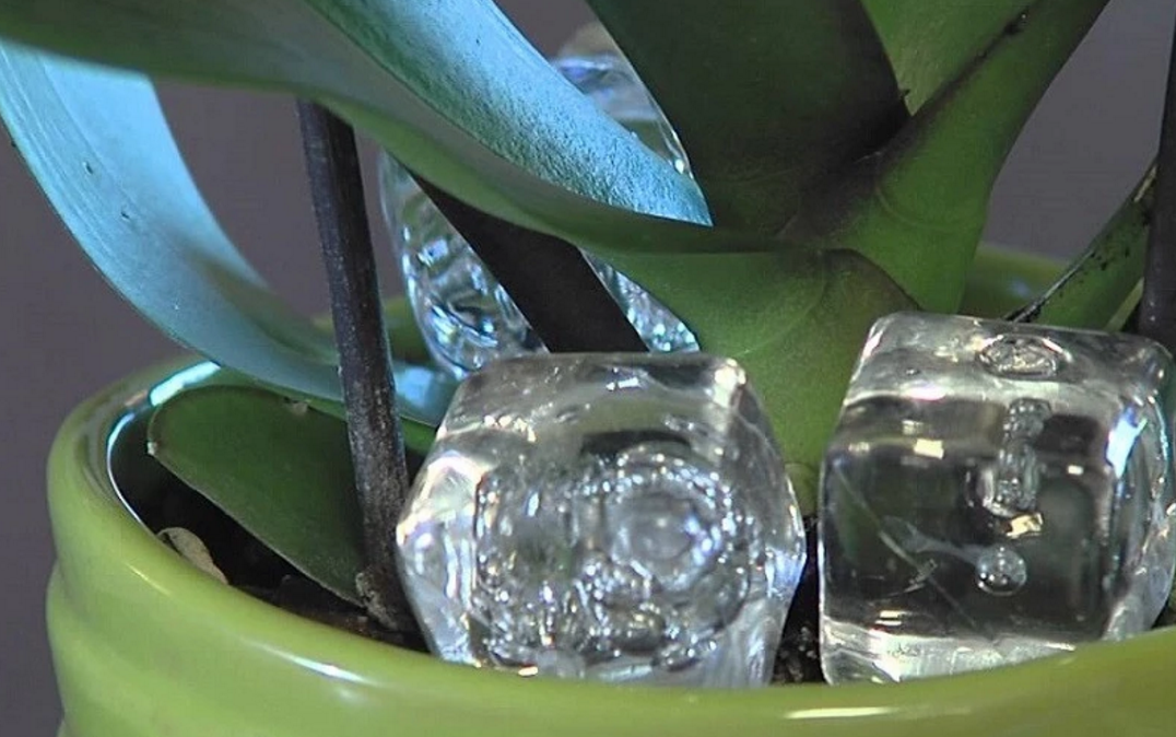 Ось що буде, якщо покласти кубик льоду в горщик з орхідеями. Це диво! (ФОТО)