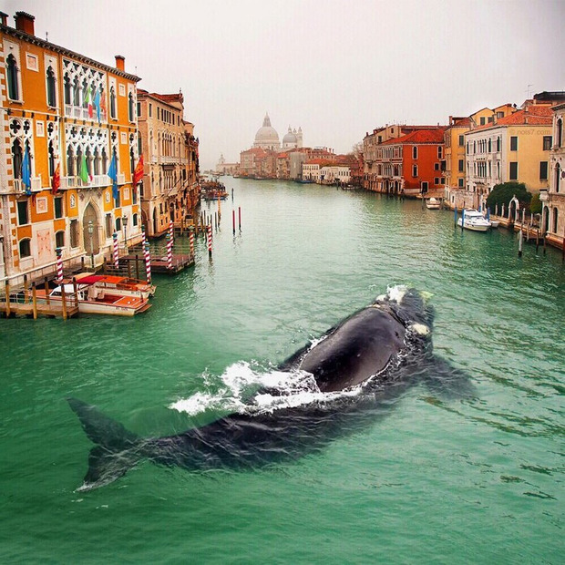 «Збився» з курсу: В Венецію заплив живий кит (фотофакт)