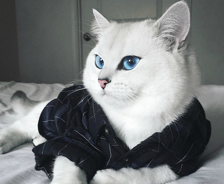 Кіт з найпрекраснішими в світі очима зібрав армію підписників у Instagram (Фото)