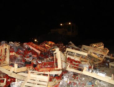 Як у Росії 40 тонн української полуниці знищили бульдозерами