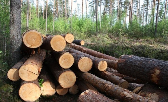Оборот незаконної вирубки лісу в Україні сягає $ 10 мільярдів
