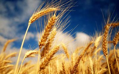 ТОП-3 компаній-експортерів пшениці з України