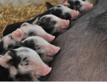 Як на Полтавщині вирощують елітних свиней