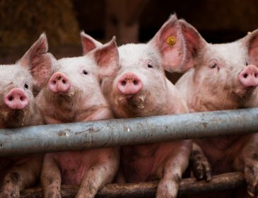Ринок живця: свині різко подешевшали