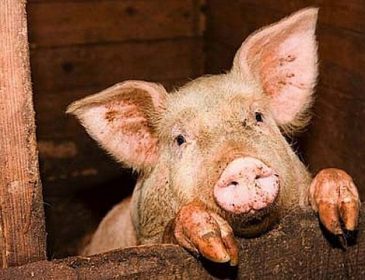 Свинарі фіксують зростання попиту на 4,7%