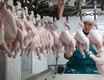 Експерти оцінили збитки від бойкоту української курятини