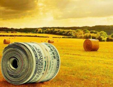 Чому українська пшениця так стрімко дорожчає? Пояснення експерта