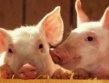 Україна в 11 разів скоротила експорт свинини