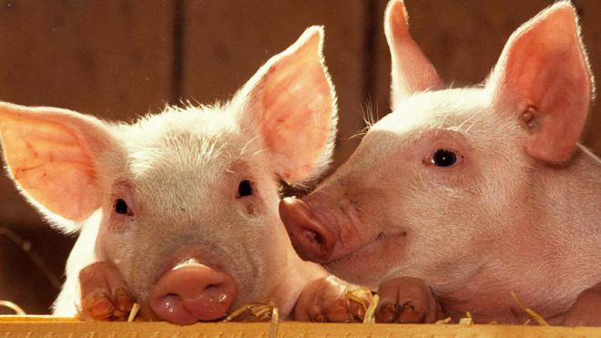 Україна в 11 разів скоротила експорт свинини