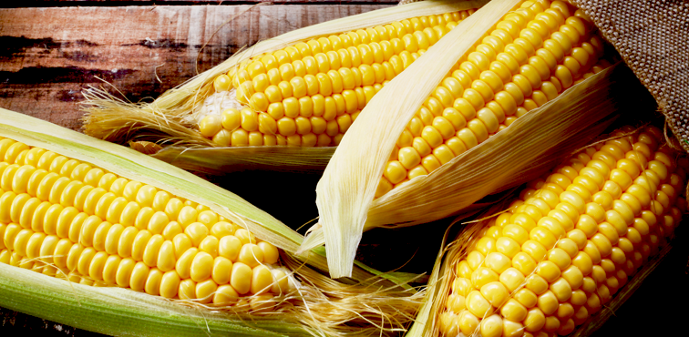 Ще один торговий партнер: Кенія купуватиме українську кукурудзу