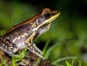 У жаб’ячому слизу знайшли ліки від смертельного віруса