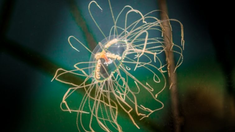 Біологи знайшли унікальну медузу