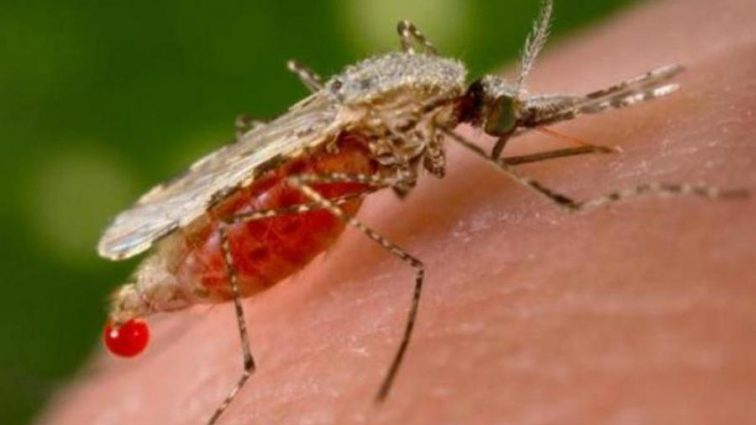 У це важко повірити, але комахи врятують людство від малярії