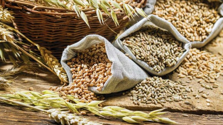 В Україні зібрано 52,5 млн. тонн зернових культур