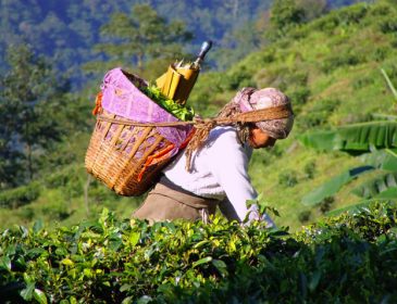 Як заробити 47 мільйонів на чаї: новітні технології шахрайства