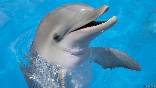 Який рівень щастя дельфінів: тестування
