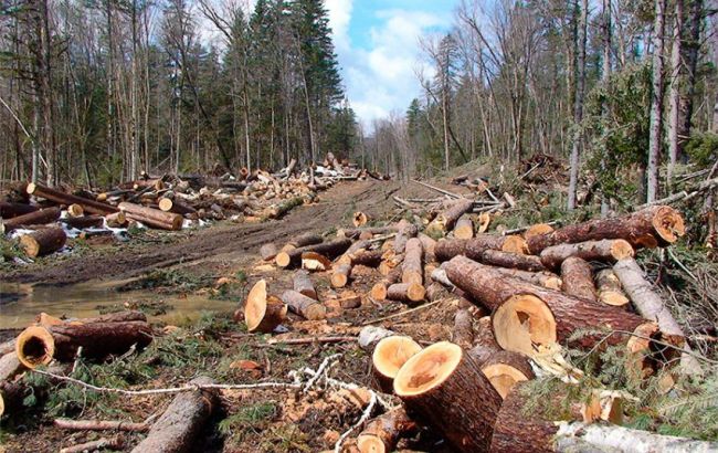 “Глобальна проблема”: Гройсман про боротьбу з вирубкою лісу