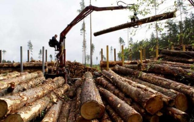 Експерт пояснив позицію Порошенка щодо мораторію на експорт деревини